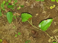 Smilax glauca