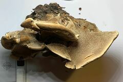 Sarcodon stereosarcinon