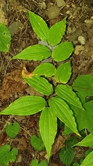 Prosartes lanuginosa