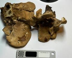 Sarcodon stereosarcinon