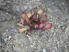 Aeonium