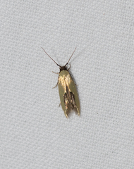 Opogona protodoxa