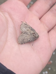 Macromphalia ancilla