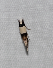 Monopis icterogastra