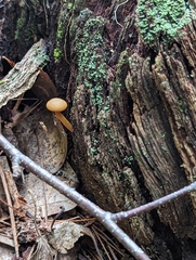 Gymnopilus eucalyptorum