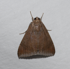 Achaea eusciasta