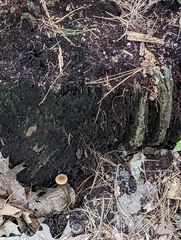 Gymnopilus eucalyptorum