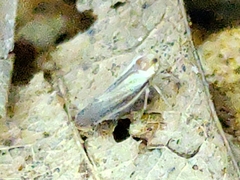 Omolicna uhleri
