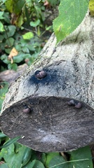 Daldinia concentrica