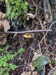 Gymnopilus eucalyptorum