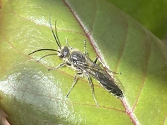 Elaphroptera