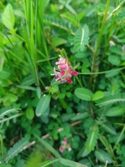 Alysicarpus vaginalis