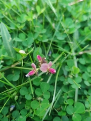 Alysicarpus vaginalis