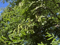 Adenanthera microsperma