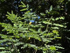 Adenanthera microsperma