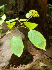 Hydrangea arborescens