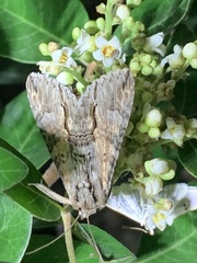 Melipotis acontioides