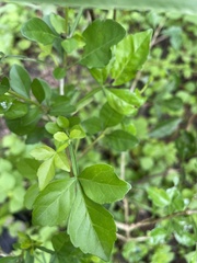 Parmentiera aculeata