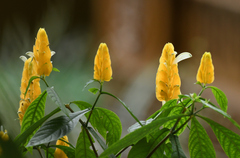 Pachystachys lutea
