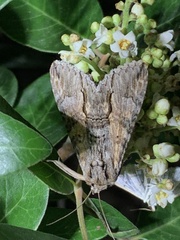 Melipotis acontioides