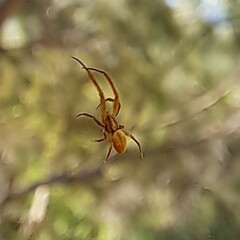 Uloborus