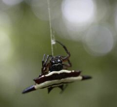 Gasteracantha