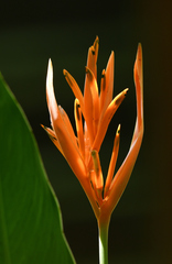 Heliconia psittacorum