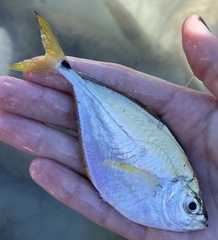 Chloroscombrus chrysurus