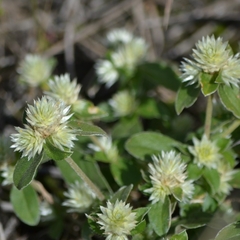 Gomphrena serrata