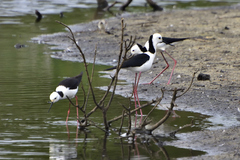 Himantopus leucocephalus