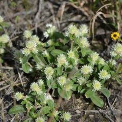 Gomphrena serrata