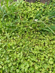 Hydrocotyle heteromeria