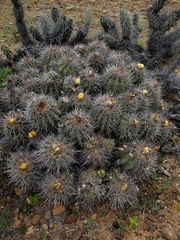 Copiapoa coquimbana