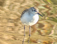Calidris mauri