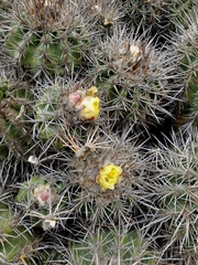 Copiapoa coquimbana