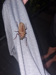 Agrianome spinicollis