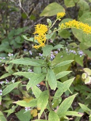 Procecidochares atra