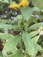 Procecidochares atra