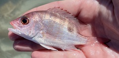 Northern Red Snapper