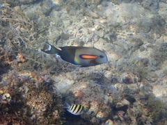 Acanthurus olivaceus