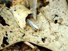 Omolicna uhleri