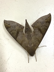 Pachylioides resumens