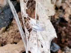 Omolicna uhleri