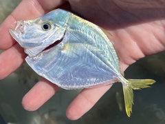 Selene setapinnis
