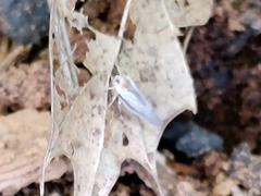 Omolicna uhleri