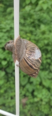 Orthalicus princeps