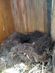 Poecile atricapillus