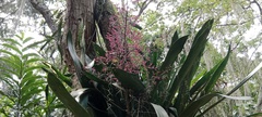 Bromeliaceae