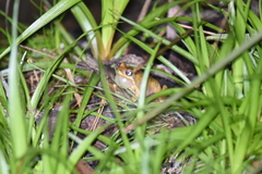 Litoria ewingii