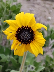 Encelia canescens